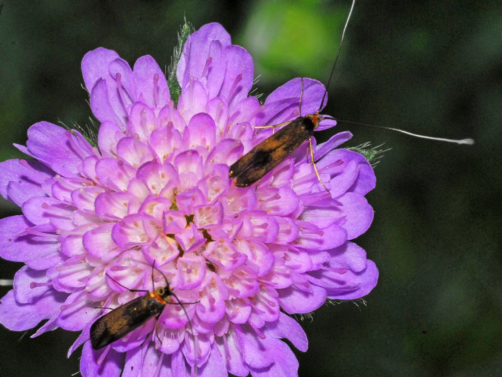 Adelidae da id.